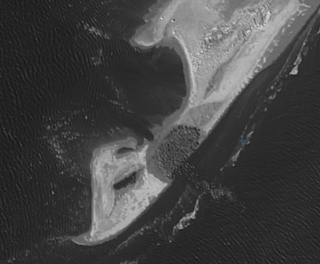 Данные с КА EROS-B от 30.08.2013, остров Песчаный, море Лаптевых (©ImageSat, «СКАНЭКС»). Примерно 560 особей